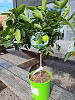 Citrus Limoen, Tuin en Terras, Ophalen