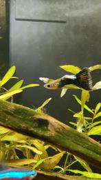 2 mannelijke guppies, Dieren en Toebehoren, Vissen | Aquariumvissen