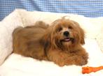 Super leuke Lhasa Apso pups!, 15 weken tot 1 jaar, Buitenland, CDV (hondenziekte), Eén hond