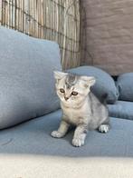 Britse korthaar kittens, Dieren en Toebehoren, Meerdere dieren, Gechipt, 0 tot 2 jaar