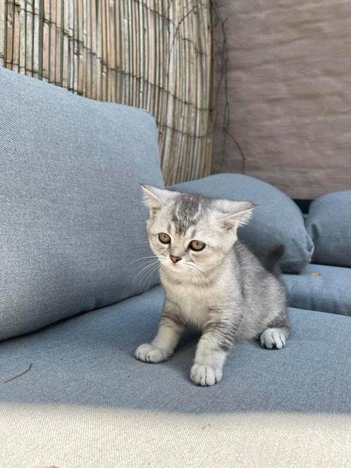 Britse korthaar kittens, Dieren en Toebehoren, Katten en Kittens | Raskatten | Korthaar, Meerdere dieren, 0 tot 2 jaar, Gechipt