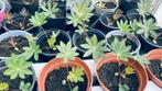 Tuinplanten ( lupine / zonnebloem planten), Jardin & Terrasse, Plantes | Jardin, Enlèvement ou Envoi