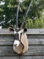 Taxidermie oryx, Antiek en Kunst, Ophalen of Verzenden