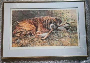 Kader boxer beschikbaar voor biedingen