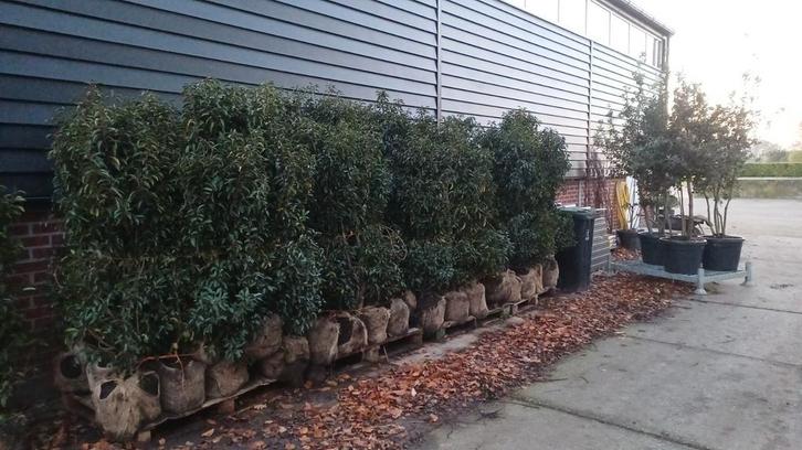 Scherpe prijs! Portugese Laurier Prunus, Tuin en Terras, Planten | Struiken en Hagen, Haag, Laurier, Ophalen of Verzenden