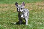 Franse Bulldog pups te koop (blue merle), Dieren en Toebehoren, Honden | Bulldogs, Pinschers en Molossers, 15 weken tot 1 jaar