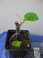 Jeune bouture de figuier, Tuin en Terras, Planten | Fruitbomen, Volle zon, Vijgenboom, 250 tot 400 cm, Ophalen