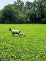 Bleu du Maine schaap met boklam, Meerdere dieren, Schaap, 0 tot 2 jaar