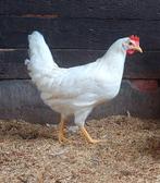 Jonge witte leghorn hennen, Dieren en Toebehoren, Pluimvee