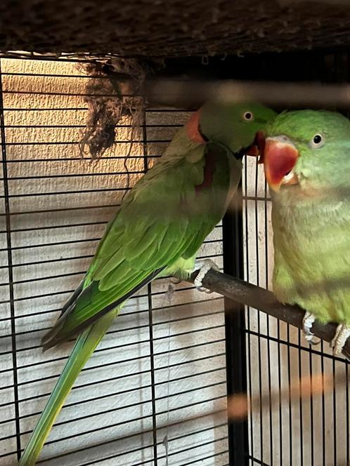 Grote Alexander parkieten koppel bewezen, Dieren en Toebehoren, Vogels | Parkieten en Papegaaien, Parkiet, Meerdere dieren, Geringd