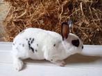 Dwerg Rex in dalmatiner zwart wit., Dieren en Toebehoren, Konijnen, Dwerg