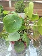 Pannenkoekenplant, Ophalen