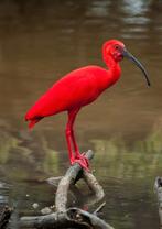 Rode ibis, Meerdere dieren, Geringd, Tropenvogel