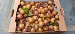 Mispels/fruit, Ophalen of Verzenden