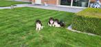 Beagle pups, Dieren en Toebehoren, Honden | Beagles, Bassets en Lopende honden, België, Beagle, CDV (hondenziekte), 8 tot 15 weken