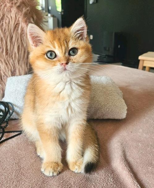 Britse korthaar kittens raszuiver en klaar v, Dieren en Toebehoren, Katten en Kittens | Raskatten | Korthaar, Meerdere dieren
