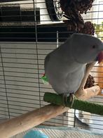Tamme halsband parkiet 220€, Dieren en Toebehoren, Vogels | Parkieten en Papegaaien, Parkiet
