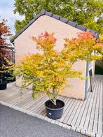 Japanse Esdoorn  Acer Palmatum, Overige soorten, Lente, 100 tot 250 cm, Ophalen