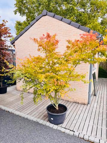 Japanse Esdoorn  Acer Palmatum beschikbaar voor biedingen