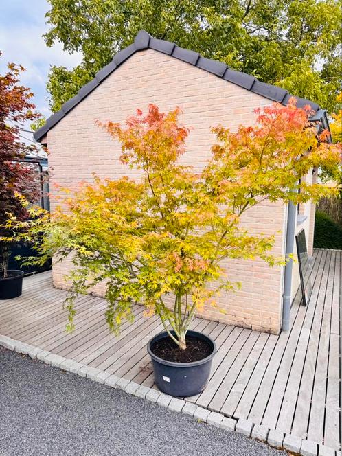 Japanse Esdoorn  Acer Palmatum, Tuin en Terras, Planten | Bomen, Overige soorten, 100 tot 250 cm, Volle zon, Lente, In pot, Ophalen