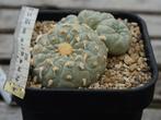 Lophophora fricii, Enlèvement ou Envoi