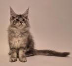 prachtige maine coon kittens met stamboom, Meerdere dieren, Gechipt, 0 tot 2 jaar