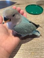 Handtamme dwergpapegaai pop, Dieren en Toebehoren, Vrouwelijk, Dwergpapegaai of Agapornis, Tam