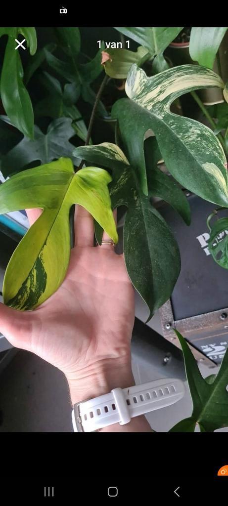 Stekjes philodendron florida beauty gewortelde stekken, Huis en Inrichting, Kamerplanten, Ophalen of Verzenden