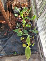 Canna planten, Tuin en Terras, Ophalen, Zomer