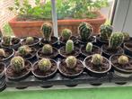 cactussen, Ophalen