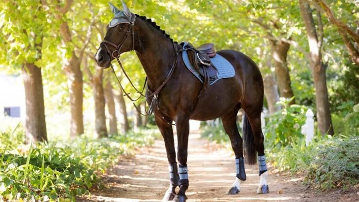 LeMieux Suede cc spring dekje Ice Blue SALE!, Dieren en Toebehoren, Paarden en Pony's | Dekens en Dekjes, Ophalen of Verzenden