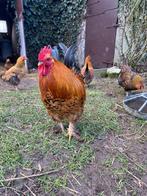 Hanen, Dieren en Toebehoren, Pluimvee, Mannelijk, Kip