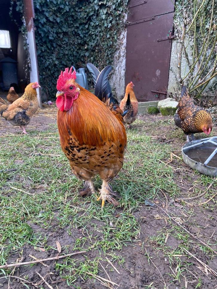 Hanen, Dieren en Toebehoren, Pluimvee, Kip, Mannelijk