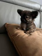 Chichuahua, Animaux & Accessoires, Chiens | Chihuahuas & Chiens de compagnie, Particulier, Chien (mâle), Belgique, 8 à 15 semaines