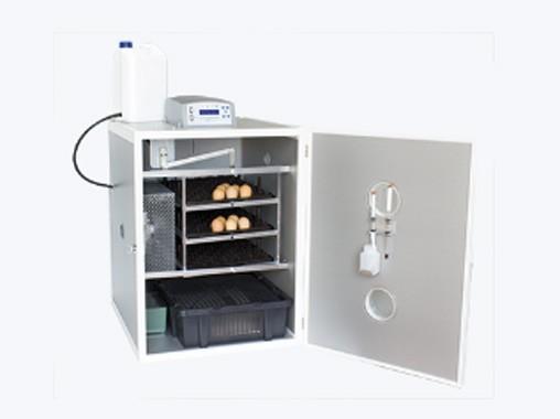 Service d'incubation d'œufs à poulets, Animaux & Accessoires, Volatiles, Canard