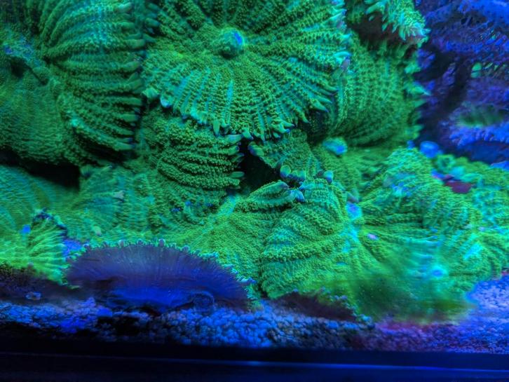 Diverse koralen/koraal voor zeeaquarium, Animaux & Accessoires, Poissons | Aquariums & Accessoires, Utilisé, Autres types, Enlèvement