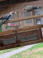 Kweekkoppel, Dieren en Toebehoren, Parkiet