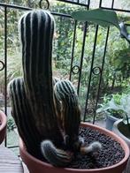 Cactus Parodia leninghausii., Huis en Inrichting, Kamerplanten, Ophalen, Cactus, In pot, Minder dan 100 cm