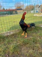 Hint shamo, Dieren en Toebehoren