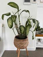 Dieffenbachia 77cm bovenkant pot gemeten, Plante verte, Enlèvement, Moins de 100 cm