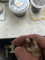 Chardonnerets, Mannelijk, Tropenvogel