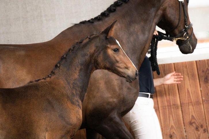 Hengstveulen Opoque x Westpoint, Dieren en Toebehoren, Paarden, Hengst, Onbeleerd, 165 tot 170 cm, 0 tot 2 jaar, Dressuurpaard