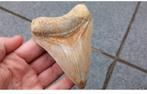 Megalodon haaientand uit Indonesie fossiel, Ophalen of Verzenden, Fossiel