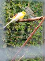 Roodruggen parkieten koppel, Dieren en Toebehoren