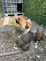 Broedeieren brahma’s, Dieren en Toebehoren, Pluimvee