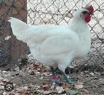 Poule de bresse hennen, Dieren en Toebehoren, Pluimvee, Vrouwelijk, Kip