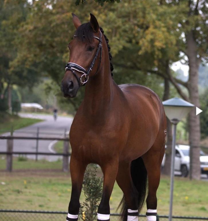 Super gave pre andalusier cruzado ruin, Dieren en Toebehoren, Paarden, Ruin, B, 160 tot 165 cm, 3 tot 6 jaar, Dressuurpaard, Gechipt