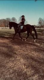 Knappe merrie, Merrie, M, Dressuurpaard, 170 tot 175 cm