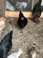 Kippen, Dieren en Toebehoren, Pluimvee