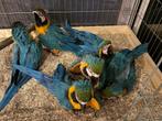HANDTAMME BLAUW GELE ARA’S, Meerdere dieren, Papegaai, Geringd
